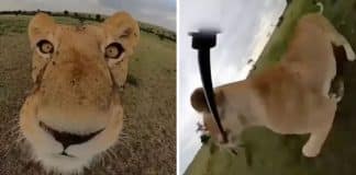 Leão curioso rouba câmera GoPro e grava aventura