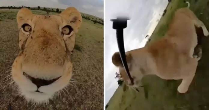 Leão curioso rouba câmera GoPro e grava aventura