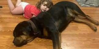 Menina de 2 anos encontrada dormindo com cachorros após se perder na floresta