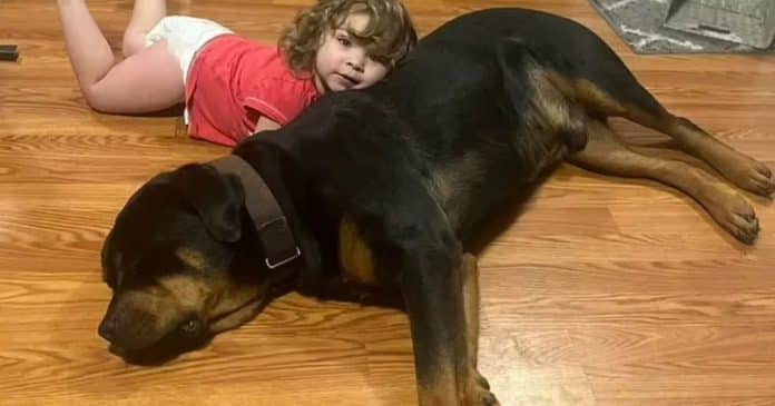 Menina de 2 anos encontrada dormindo com cachorros após se perder na floresta