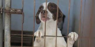 O cão mais infeliz no mundo vive sem esperança de ser adotado
