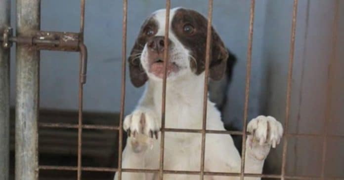 O cão mais infeliz no mundo vive sem esperança de ser adotado