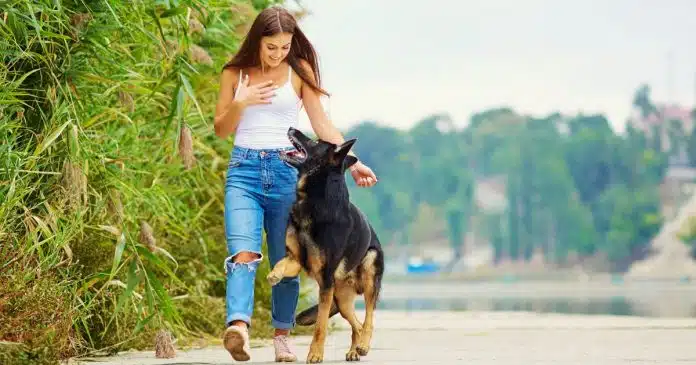 o-que-significa-quando-um-cachorro-desconhecido-te-segue O que significa quando um cachorro desconhecido te segue?