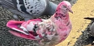 Pombo rosa deixa moradores intrigados na Inglaterra