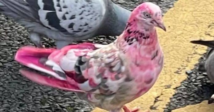 Pombo rosa deixa moradores intrigados na Inglaterra