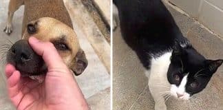 Tutor afirma que sua cachorra caramelo e seu gato tiveram filhote juntos e explica sua teoria