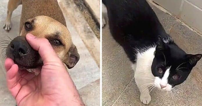 Tutor afirma que sua cachorra caramelo e seu gato tiveram filhote juntos e explica sua teoria