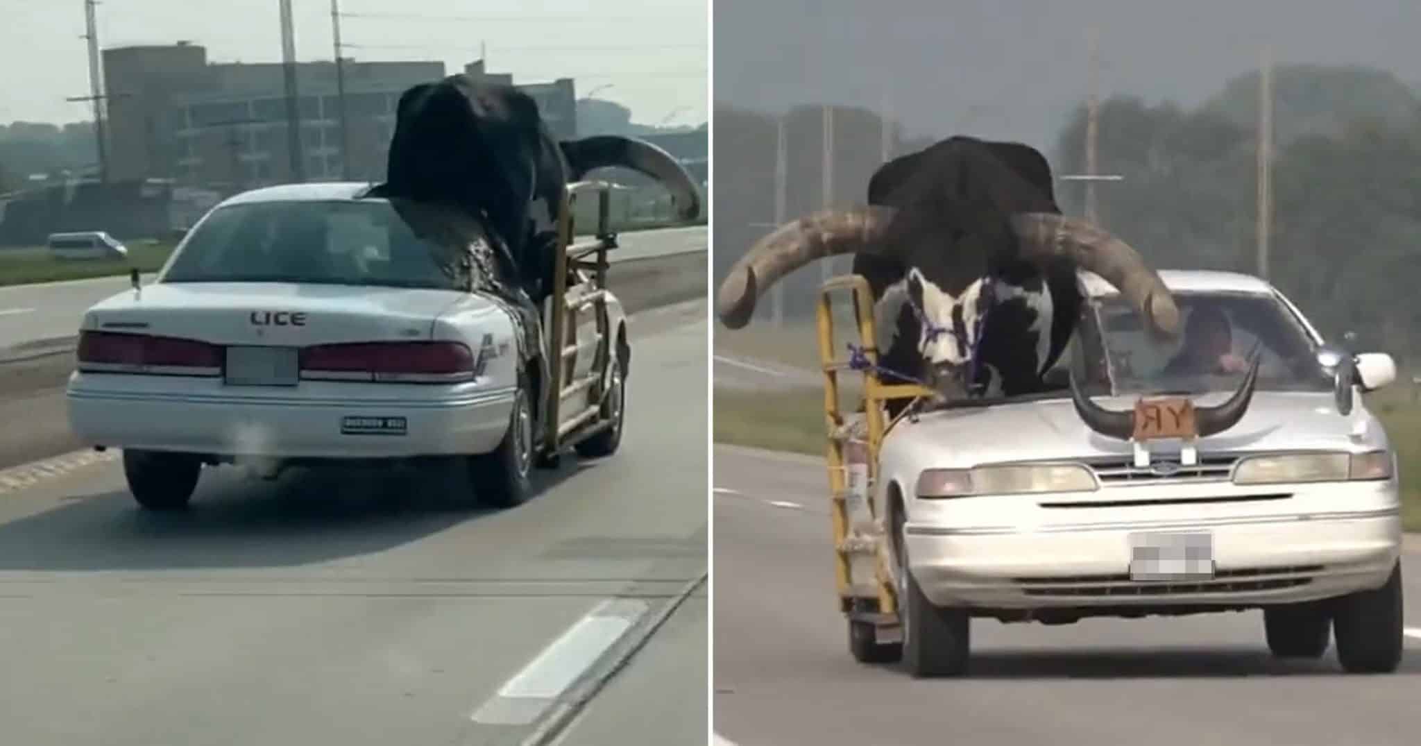 sabiaspalavras.com - VÍDEO: Polícia para carro com touro gigante no banco do passageiro