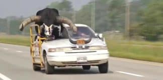 VÍDEO: Polícia para carro com touro gigante no banco do passageiro
