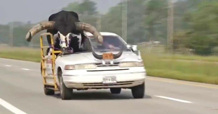 VÍDEO: Polícia para carro com touro gigante no banco do passageiro