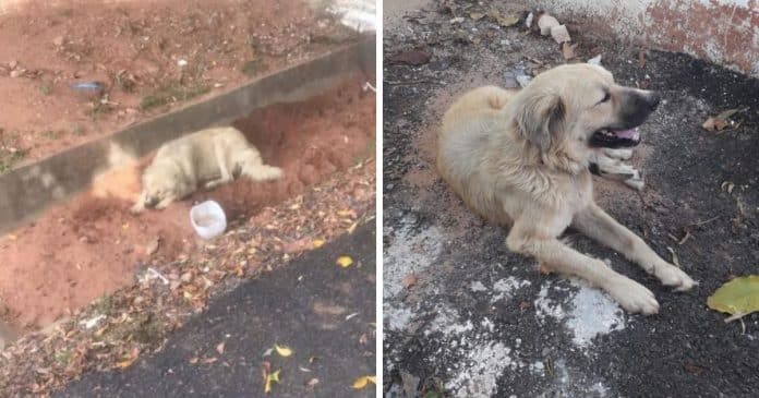 Cão esperou por 8 dias fora de hospital sem saber que sua dona já havia falecido