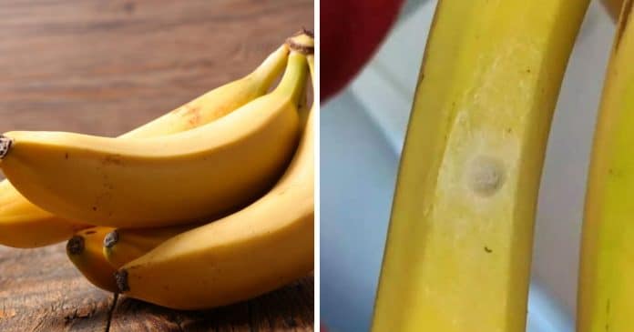 Comprador fica horrorizado ao descobrir o que são as manchas brancas em suas bananas