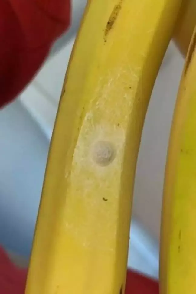 sabiaspalavras.com - Comprador fica horrorizado ao descobrir o que são as manchas brancas em suas bananas