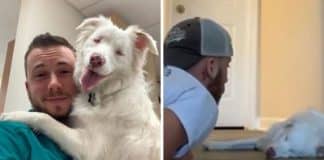 Conheça Plum: a cachorrinha cega e surda que encontrou a felicidade