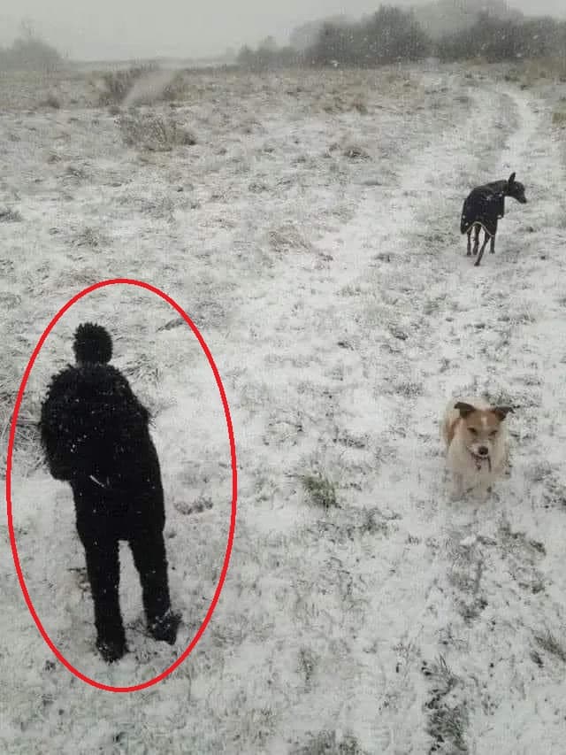 sabiaspalavras.com - Ilusão de ótica: você consegue encontrar o terceiro cão na imagem?