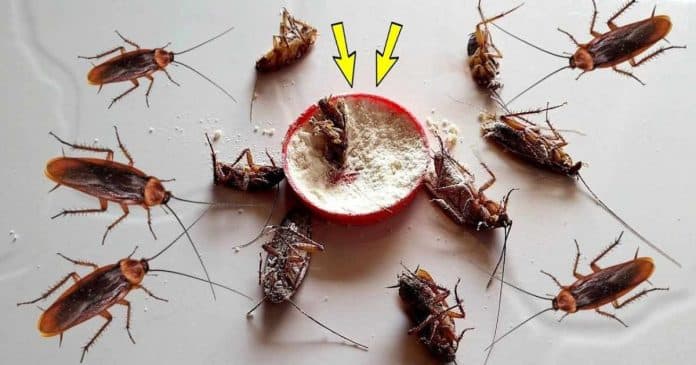 Receita INFALÍVEL elimina baratas e formigas em sua casa de uma só vez