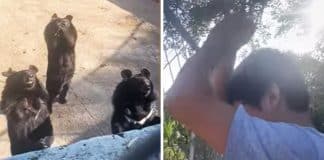 VÍDEO: Urso faz dança viral do TikTok ao imitar visitantes em zoológico chinês