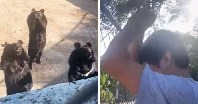 VÍDEO: Urso faz dança viral do TikTok ao imitar visitantes em zoológico chinês