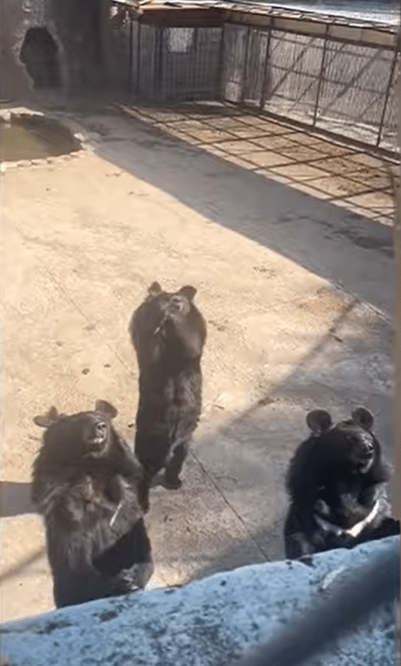 sabiaspalavras.com - VÍDEO: Urso faz dança viral do TikTok ao imitar visitantes em zoológico chinês