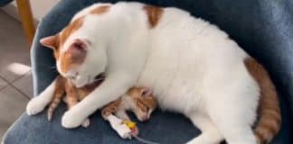 VÍDEO: Pai felino emociona a web após cuidar de filhote hospitalizado