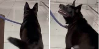 VÍDEO: Após 6 anos, tutores devolvem cão à adoção