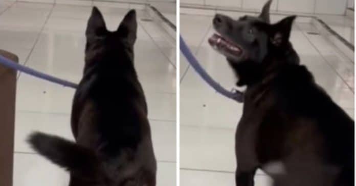 VÍDEO: Após 6 anos, tutores devolvem cão à adoção