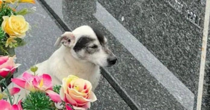 Cãozinho visita túmulo do seu tutor todos os dias desde sua morte