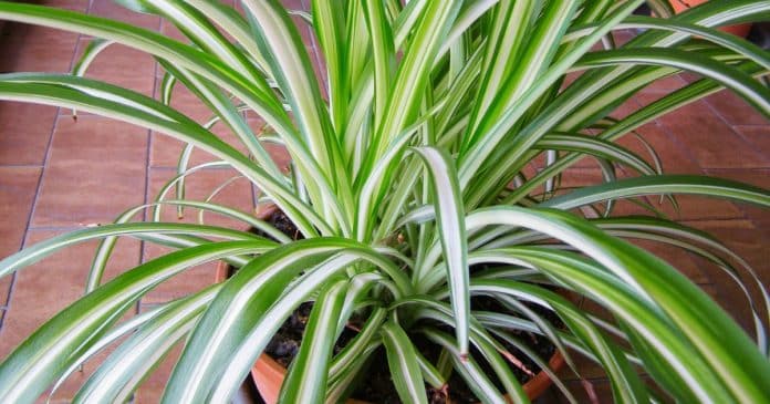 Descubra por que possuir esta planta é como ter um tesouro em casa