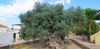 Oliveira com mais de 3.000 anos – e continua a produzir azeitonas – é considerada um monumento vivo