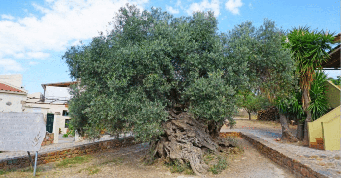 Oliveira com mais de 3.000 anos – e continua a produzir azeitonas – é considerada um monumento vivo