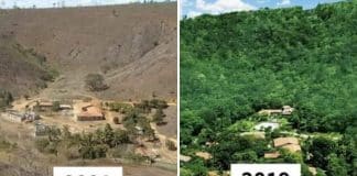 Casal brasileiro planta 20 milhões de árvores e atraem atenção mundial
