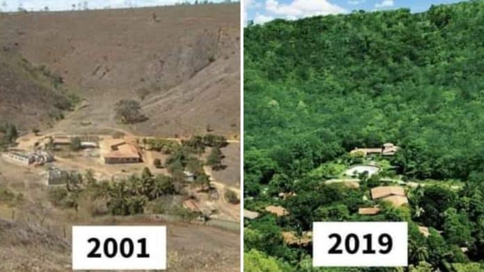 Casal brasileiro planta 20 milhões de árvores e atraem atenção mundial