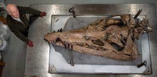 Enorme monstro marinho é descoberto nas Falésias de Dorset
