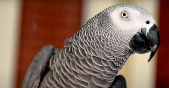 Papagaio desaparecido por 4 anos volta para casa falando espanhol