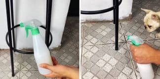 Xixi e cocô de pet no lugar errado, nunca mais: Saiba como resolver este problema