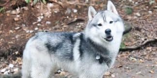 Cão husky detecta vazamento de gás e salva vizinhança nos Estados Unidos