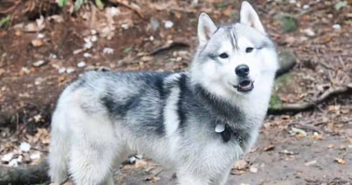 Cão husky detecta vazamento de gás e salva vizinhança nos Estados Unidos