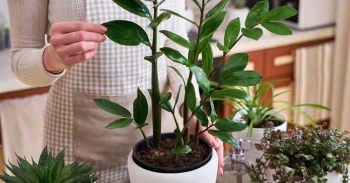 Coloque essa planta na sua casa se quiser filtrar as energias negativas e atrair prosperidade