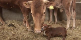 EMOCIONANTE: Cãozinho é criado por vaca e chora quando a “mãe” vai embora