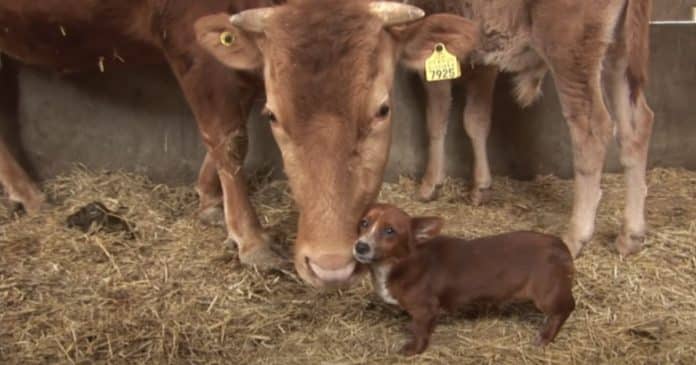 EMOCIONANTE: Cãozinho é criado por vaca e chora quando a “mãe” vai embora