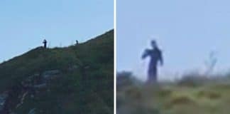 Vídeo mostra ‘criaturas estranhas com 3 metros de altura’ e viraliza nas redes sociais: “Do tamanho da árvore”
