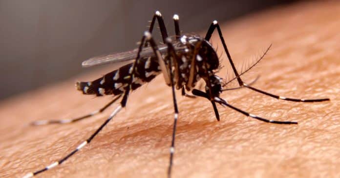 Aumento alarmante de casos de dengue em 2024 e início da vacinação no Brasil