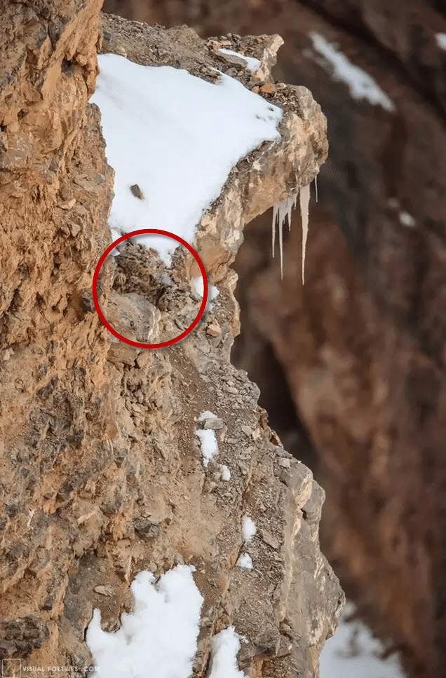 sabiaspalavras.com - Os internautas est&atilde;o enlouquecendo tentando encontrar um leopardo da neve nesta foto