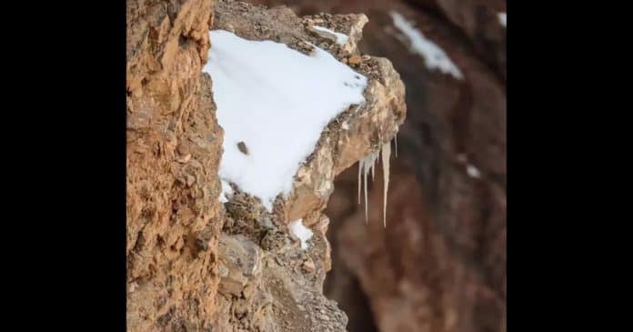 Os internautas estão enlouquecendo tentando encontrar um leopardo da neve nesta foto