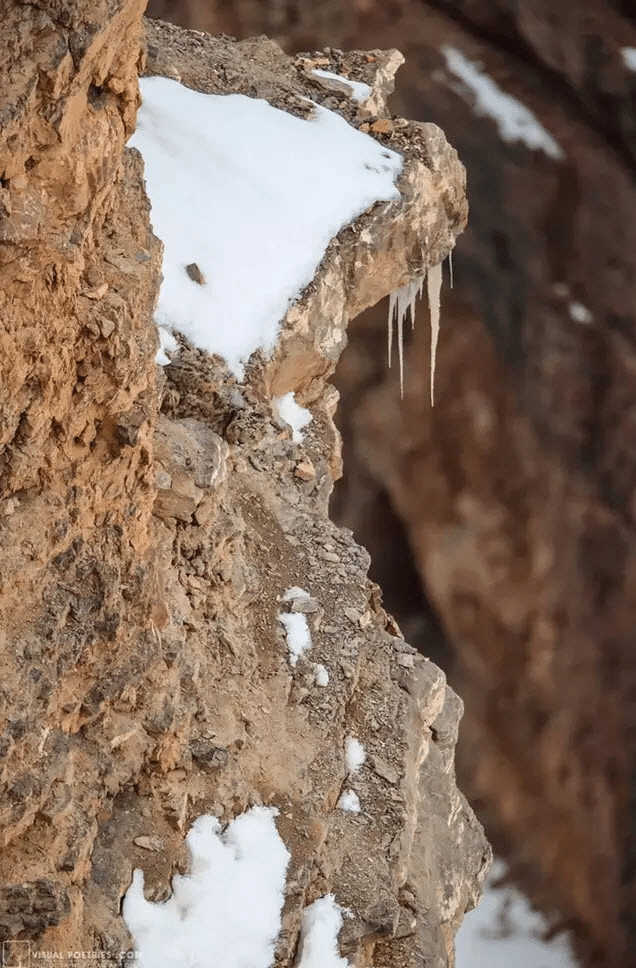 sabiaspalavras.com - Os internautas est&atilde;o enlouquecendo tentando encontrar um leopardo da neve nesta foto