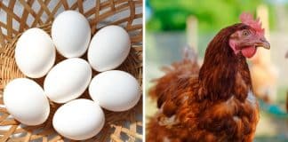 Quem veio primeiro: Ovo ou galinha? Cientistas finalmente resolvem o enigma