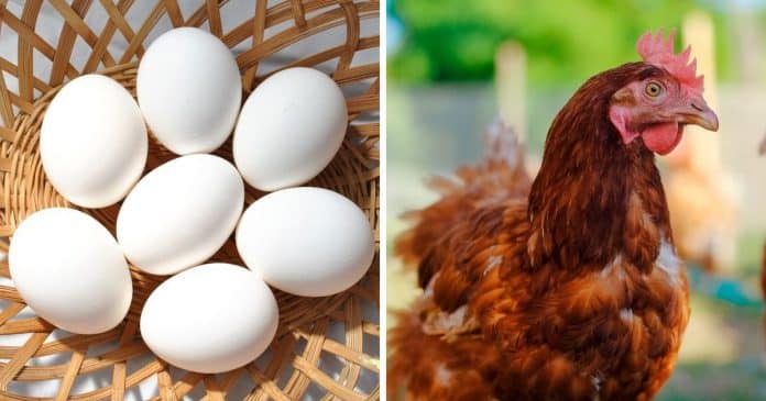 Quem veio primeiro: Ovo ou galinha? Cientistas finalmente resolvem o enigma