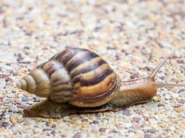 Tenha cuidado ao tirar um caracol do chão para o mover para outro lugar; entenda