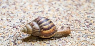 Tenha cuidado ao tirar um caracol do chão para o mover para outro lugar; entenda