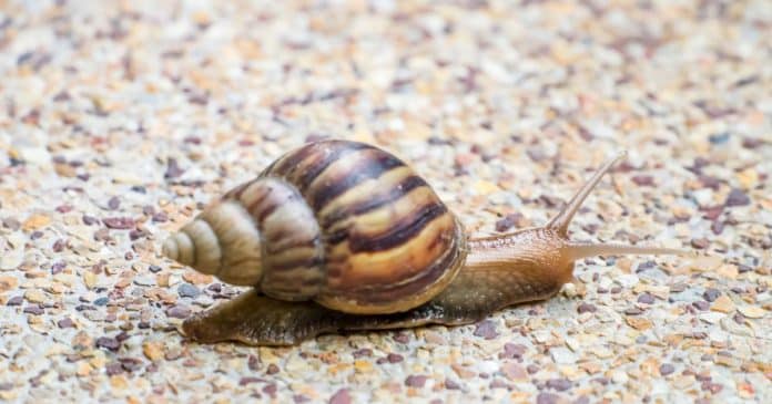 Tenha cuidado ao tirar um caracol do chão para o mover para outro lugar; entenda